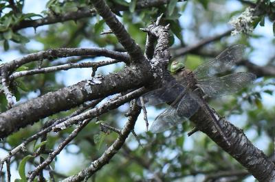 Anax napolitain 