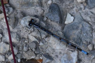 Agrion porte-coupe