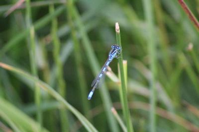 Agrion mignon 
