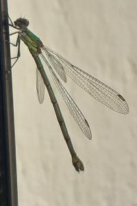 Leste vert