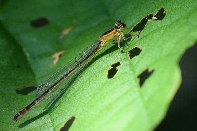 Agrion élégant