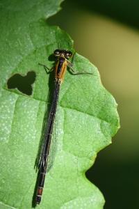 Agrion élégant