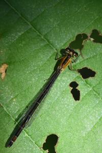 Agrion élégant