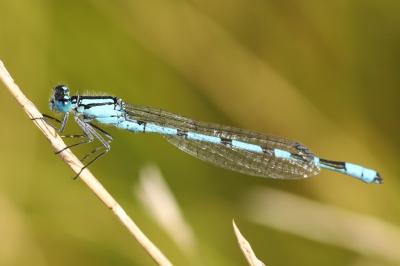 Enallagma cyathigerum