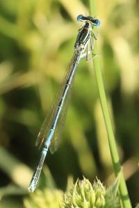 Agrion à larges pattes