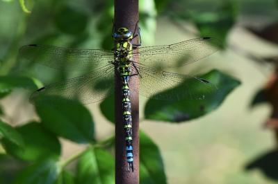 Aeschne bleue 