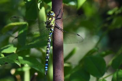 Aeshna cyanea