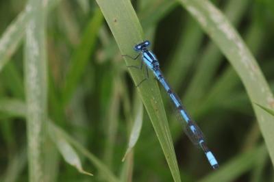 Agrion porte-coupe