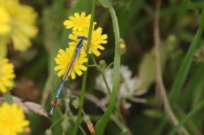 Agrion à larges pattes