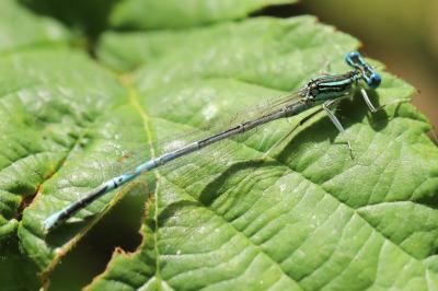 Agrion à larges pattes