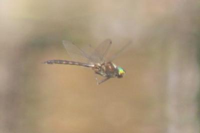 Somatochlora flavomaculata