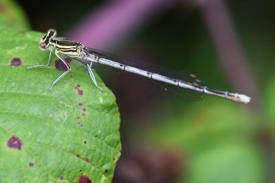 Platycnemis pennipes