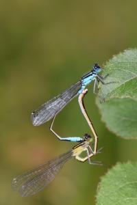 Agrion élégant