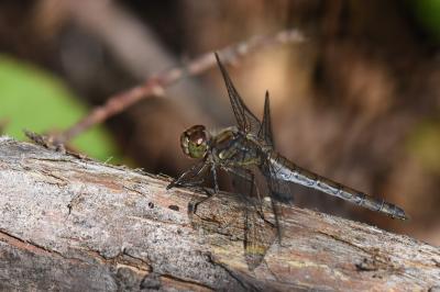 Sympetrum striolatum