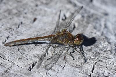 Sympetrum striolatum