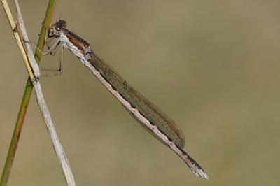 Sympecma fusca