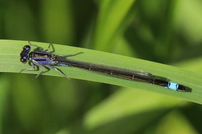 Agrion élégant