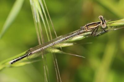Agrion à larges pattes