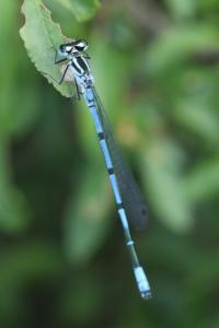 Agrion jouvencelle