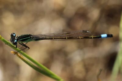 Agrion élégant