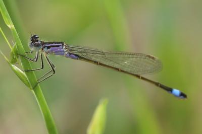 Agrion élégant