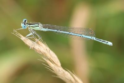 Agrion à larges pattes