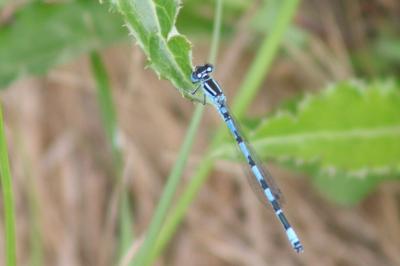 Agrion de Mercure