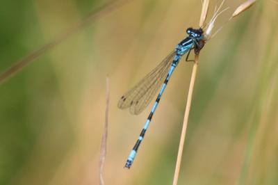Agrion de Mercure