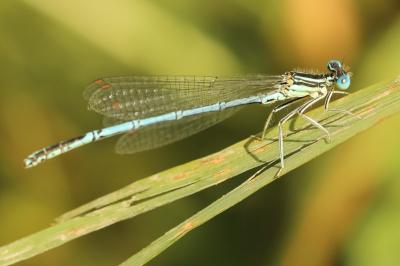 Agrion à larges pattes