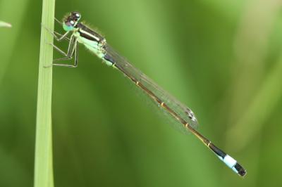 Agrion élégant