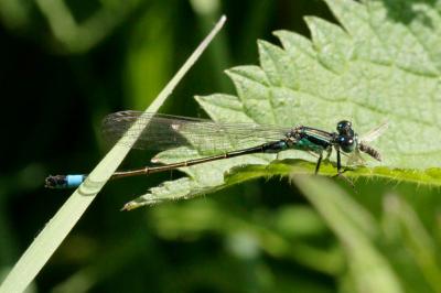 Agrion élégant