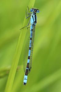 Agrion porte-coupe