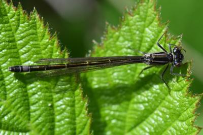 Agrion élégant