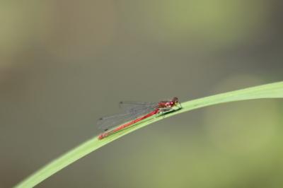Petite nymphe au corps de feu 
