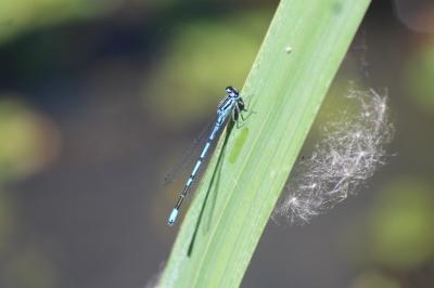 Agrion jouvencelle