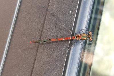 Pyrrhosoma nymphula