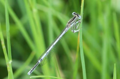 Agrion à larges pattes
