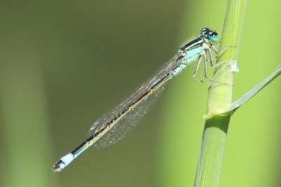 Agrion élégant