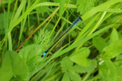 Agrion élégant