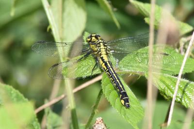 Gomphus vulgatissimus