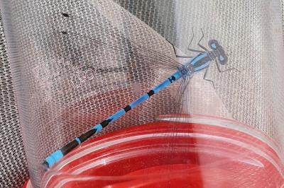 Agrion porte-coupe