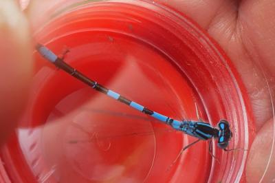 Agrion mignon 