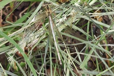 Agrion à larges pattes