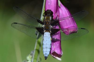 Libellule déprimée 