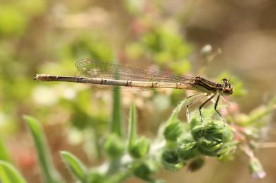 Agrion à larges pattes