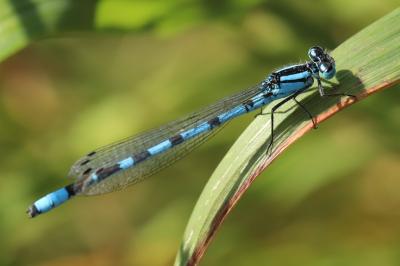 Enallagma cyathigerum