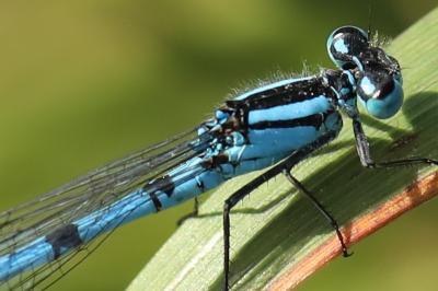 Agrion porte-coupe