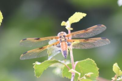 Libellule quadrimaculée 