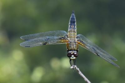 Libellule quadrimaculée 