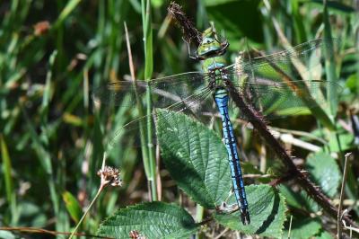 Anax empereur 